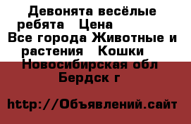 Девонята весёлые ребята › Цена ­ 25 000 - Все города Животные и растения » Кошки   . Новосибирская обл.,Бердск г.